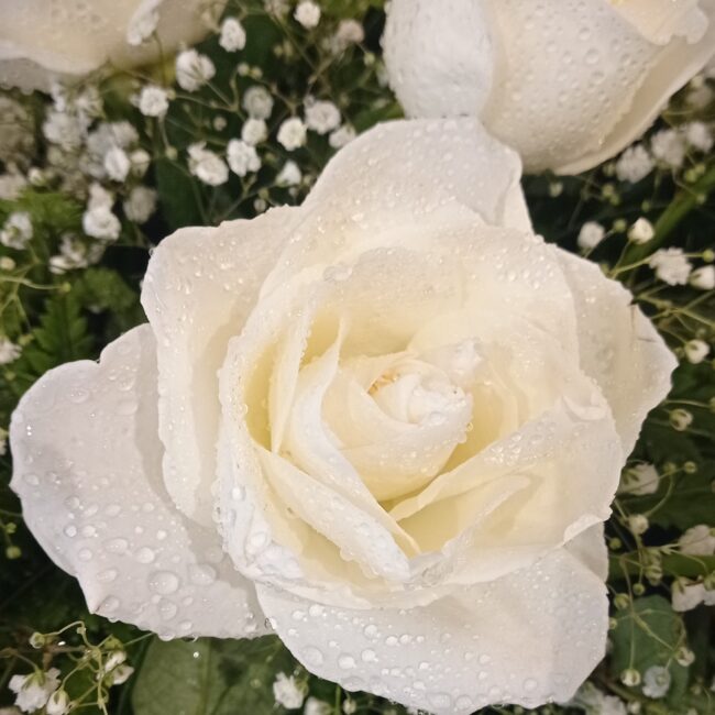 rosa bianca con gypsophila