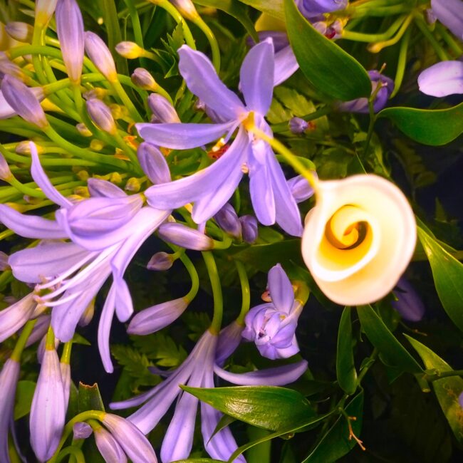 dettaglio mazzo di fiori agapanthus lilla e calle bianche
