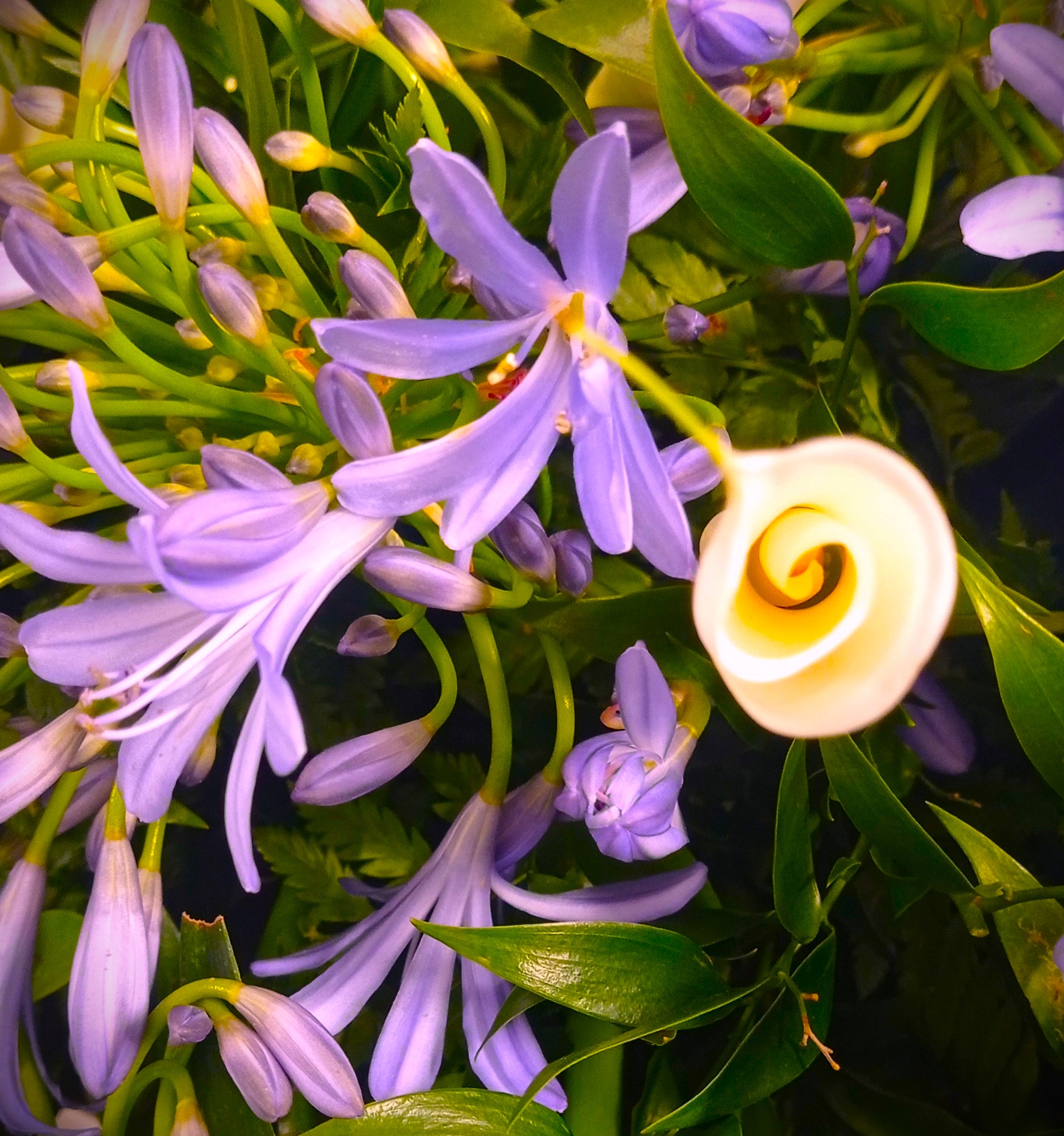 dettaglio mazzo di fiori agapanthus lilla e calle bianche