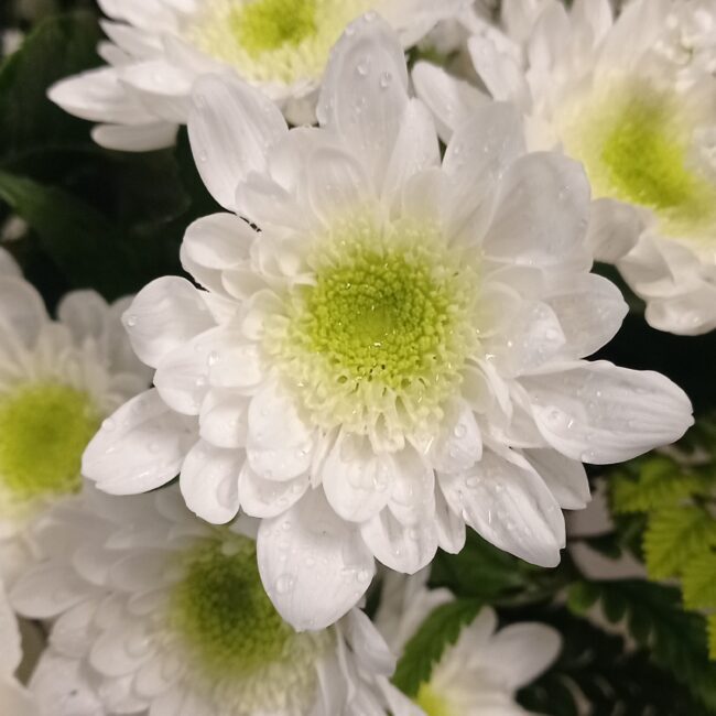 crisantemi bianchi in una composizione di fiori