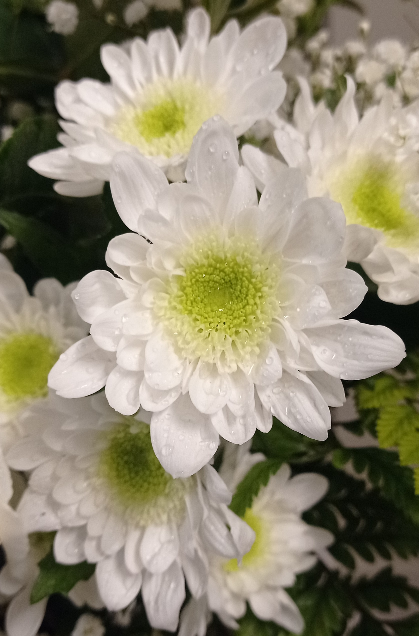crisantemi bianchi in una composizione di fiori