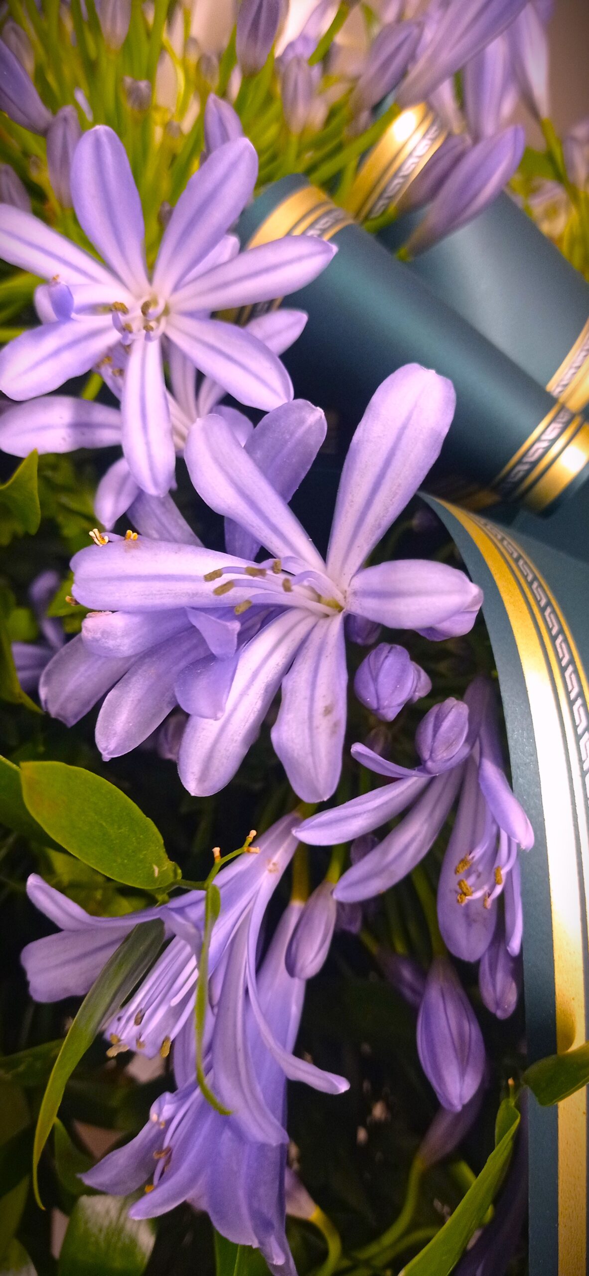 agapanto viola in una corona di fiori per cerimonia funebre