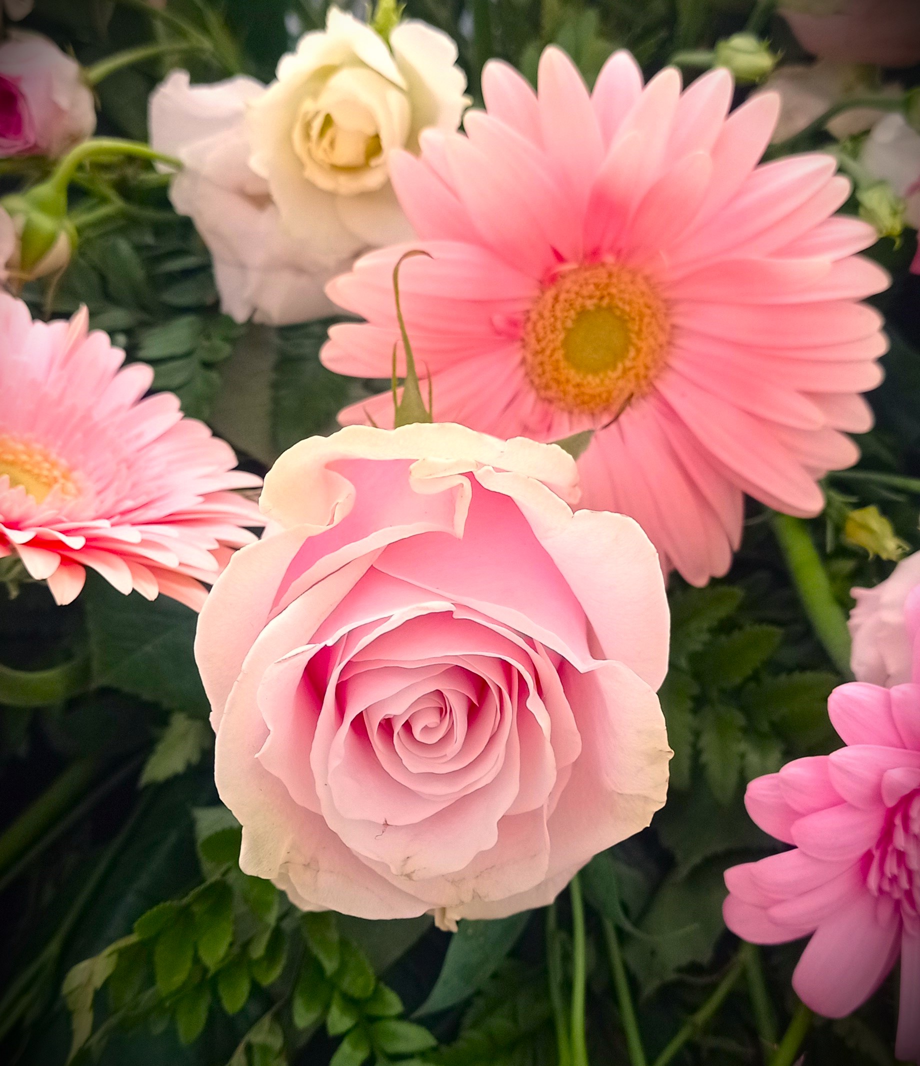 gerbere e rose rosa in un mazzo di fiori per cerimonia funebre