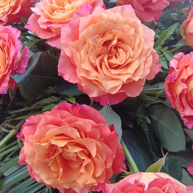 mazzo di rose sfumate dai colori fucsia e arancione
