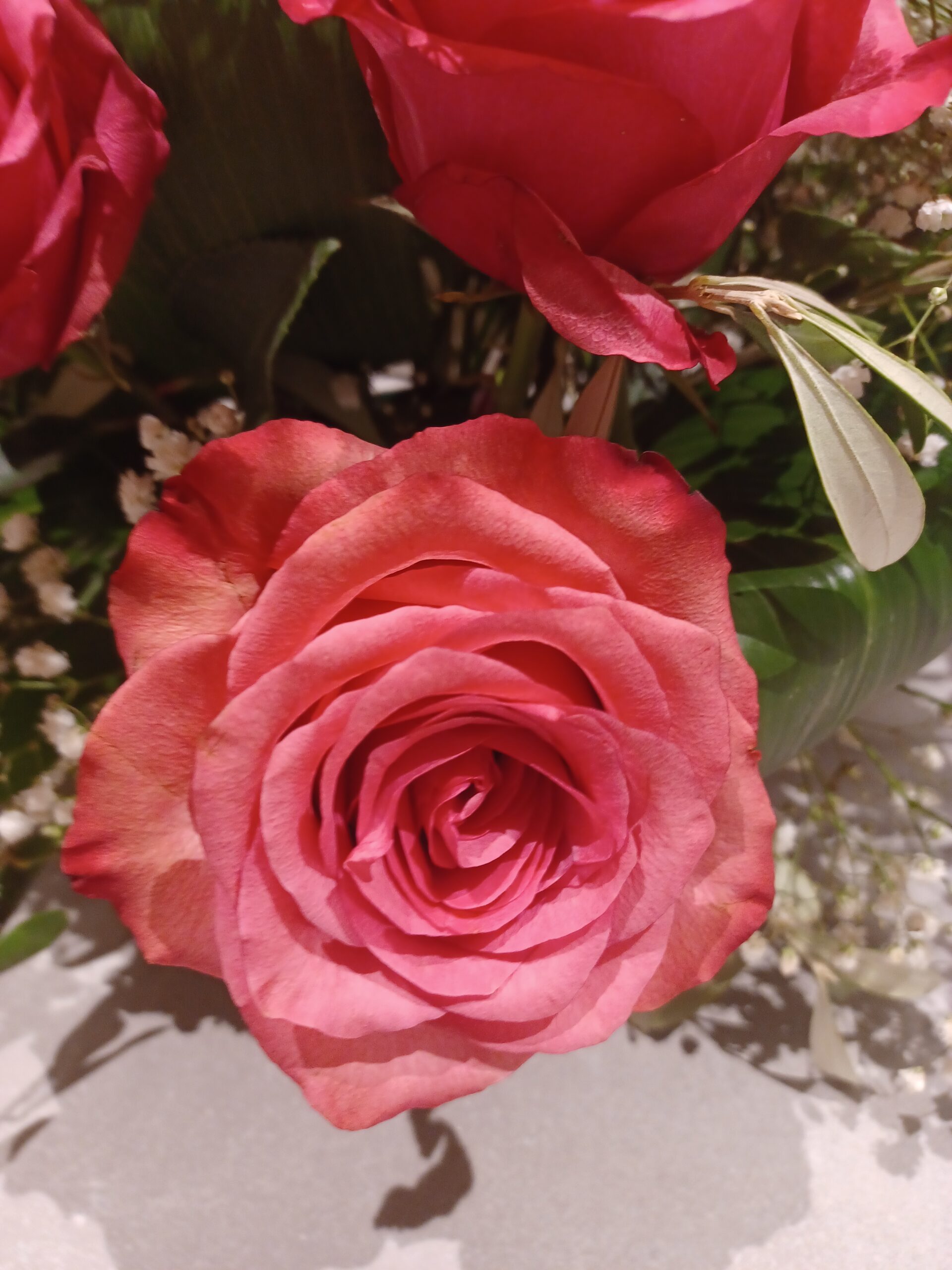 dettaglio rosa fucsia con sfumature rosa