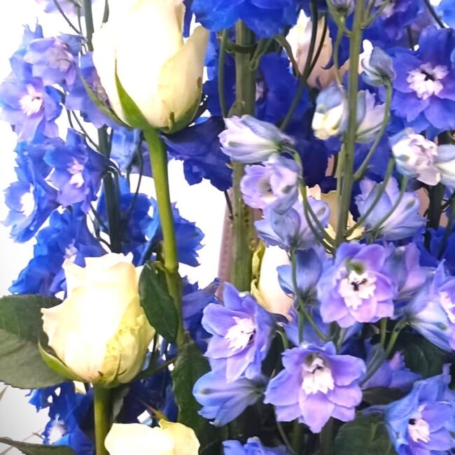 ranuncoli viola con sfumature blu e rose bianche