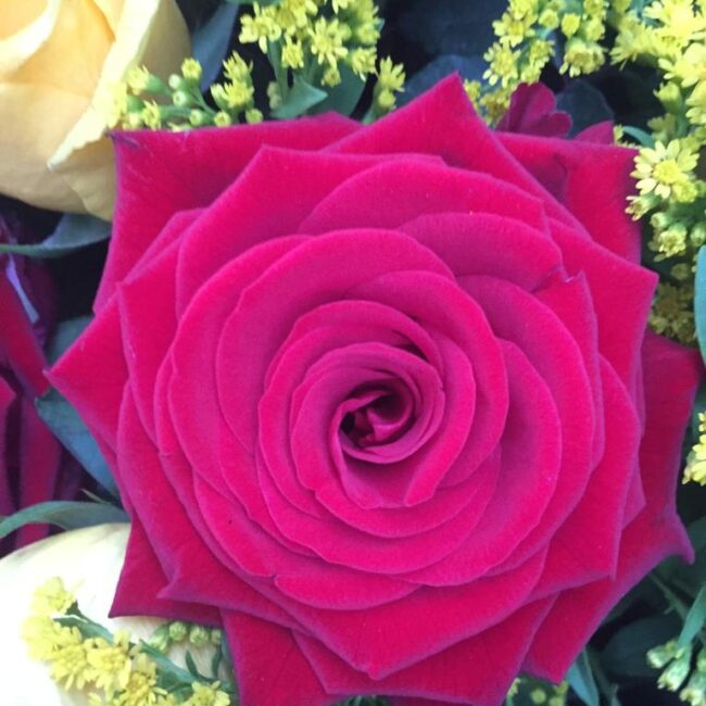 rosa rossa accompagnata da fiori gialli piccoli