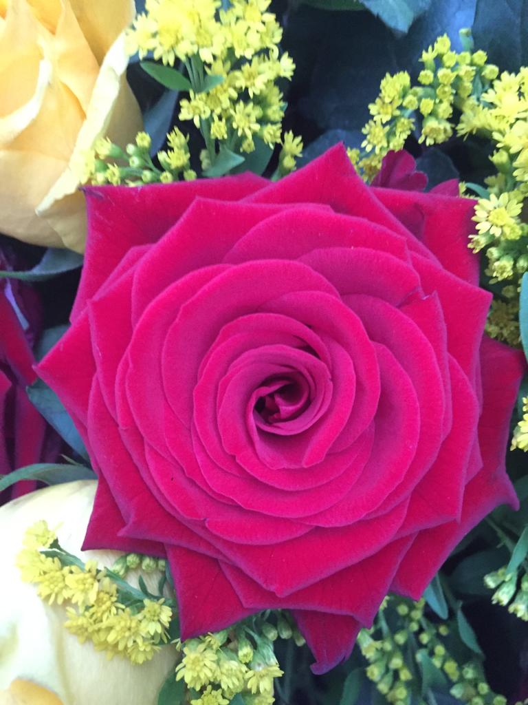 rosa rossa accompagnata da fiori gialli piccoli