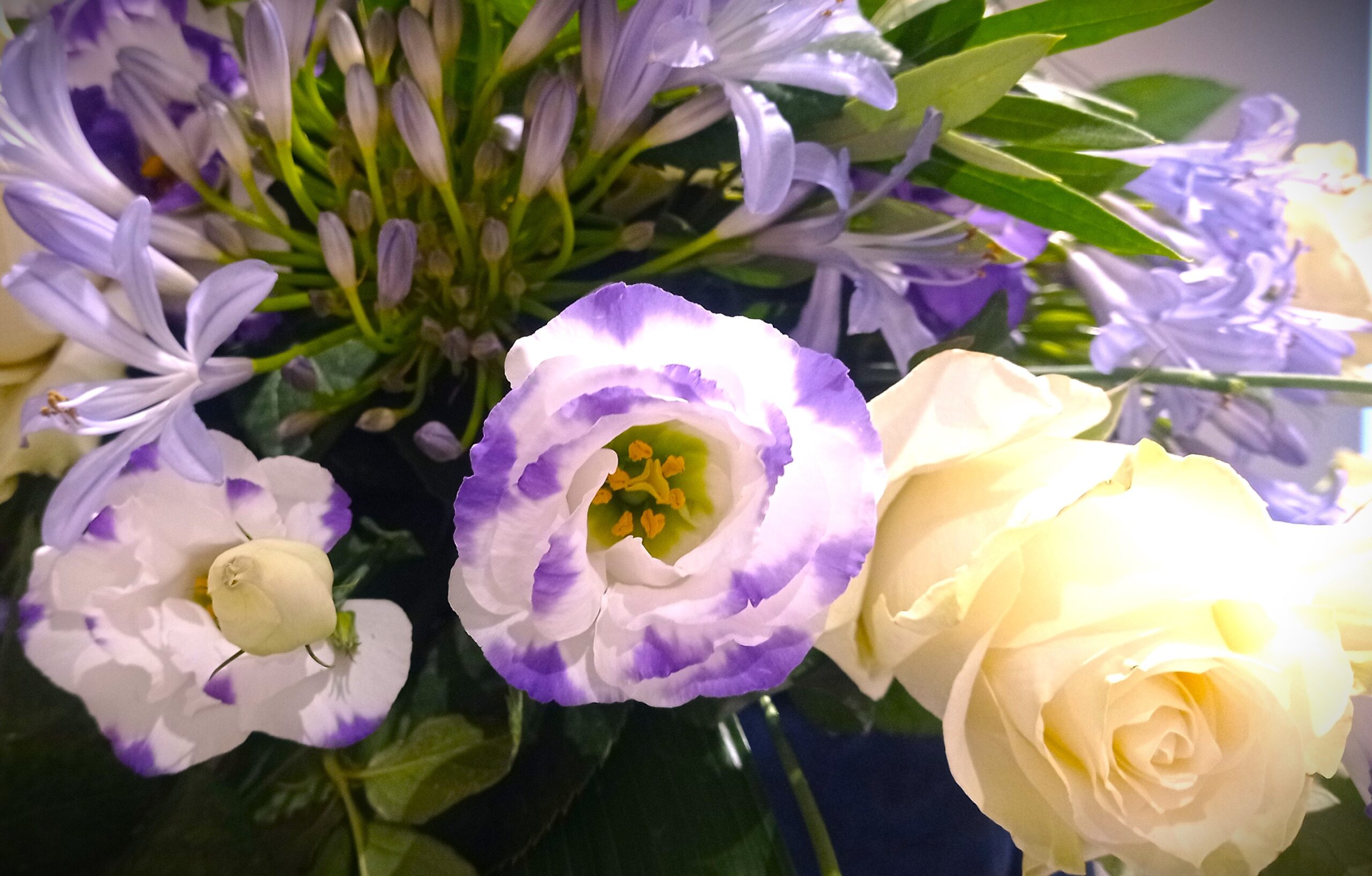 lisianthus lilla e bianche e rose bianche in fiore e in bocciolo con agapanthus viola