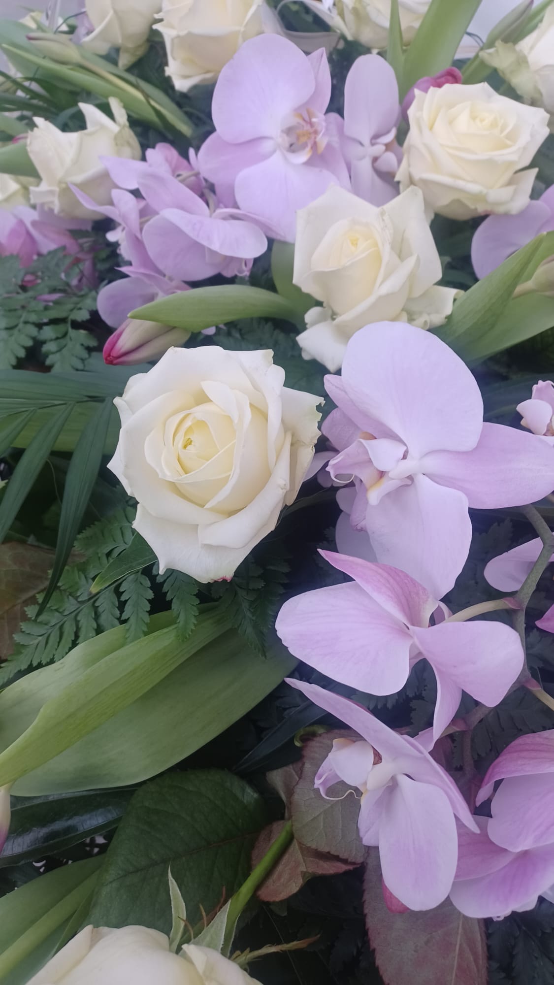 orechidee lilla e rose bianche