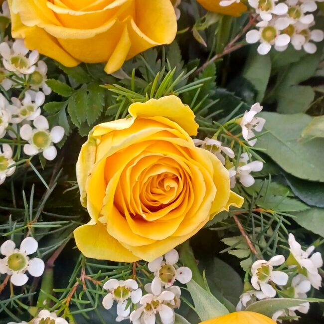 dettaglio rose gialle con fiorellini bianchi