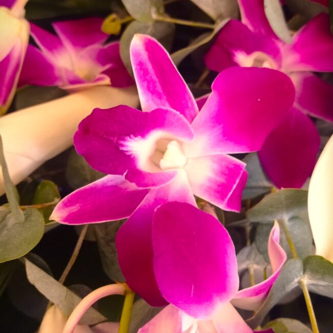 orchidea fucsia con sfumature bianche