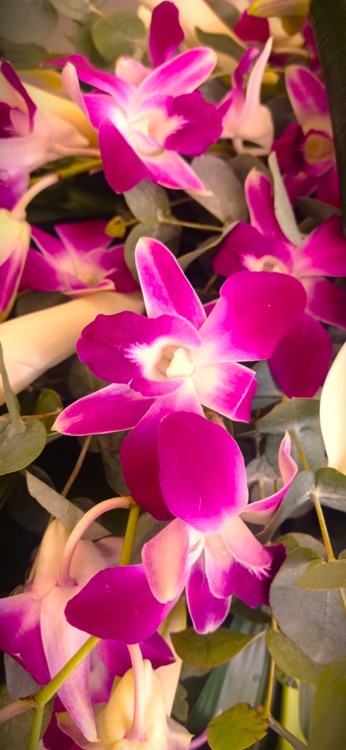 orchidea fucsia con sfumature bianche