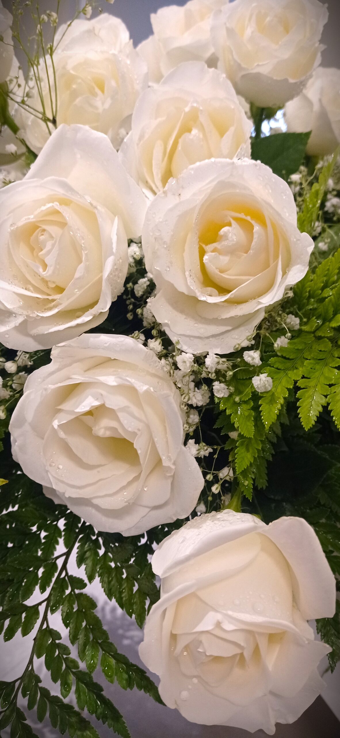 rose bianche con gypsophila