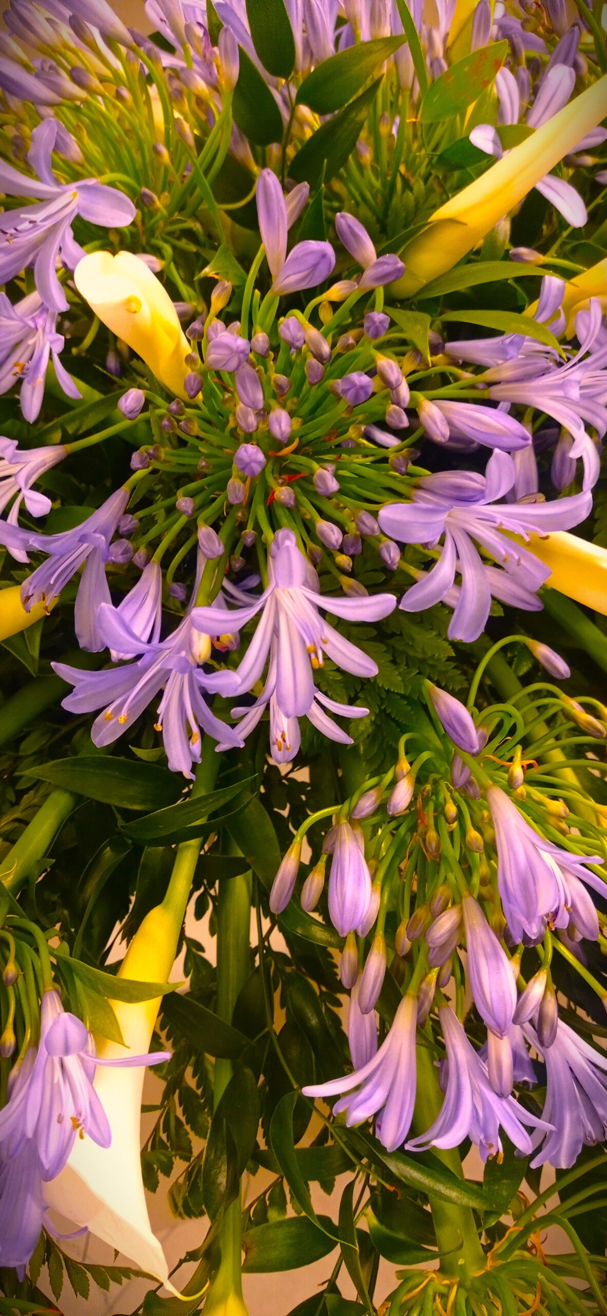 mazzi di fiori lilla agapanthus e calle bianche