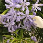mazzo di agapanthus lilla concalle bianche