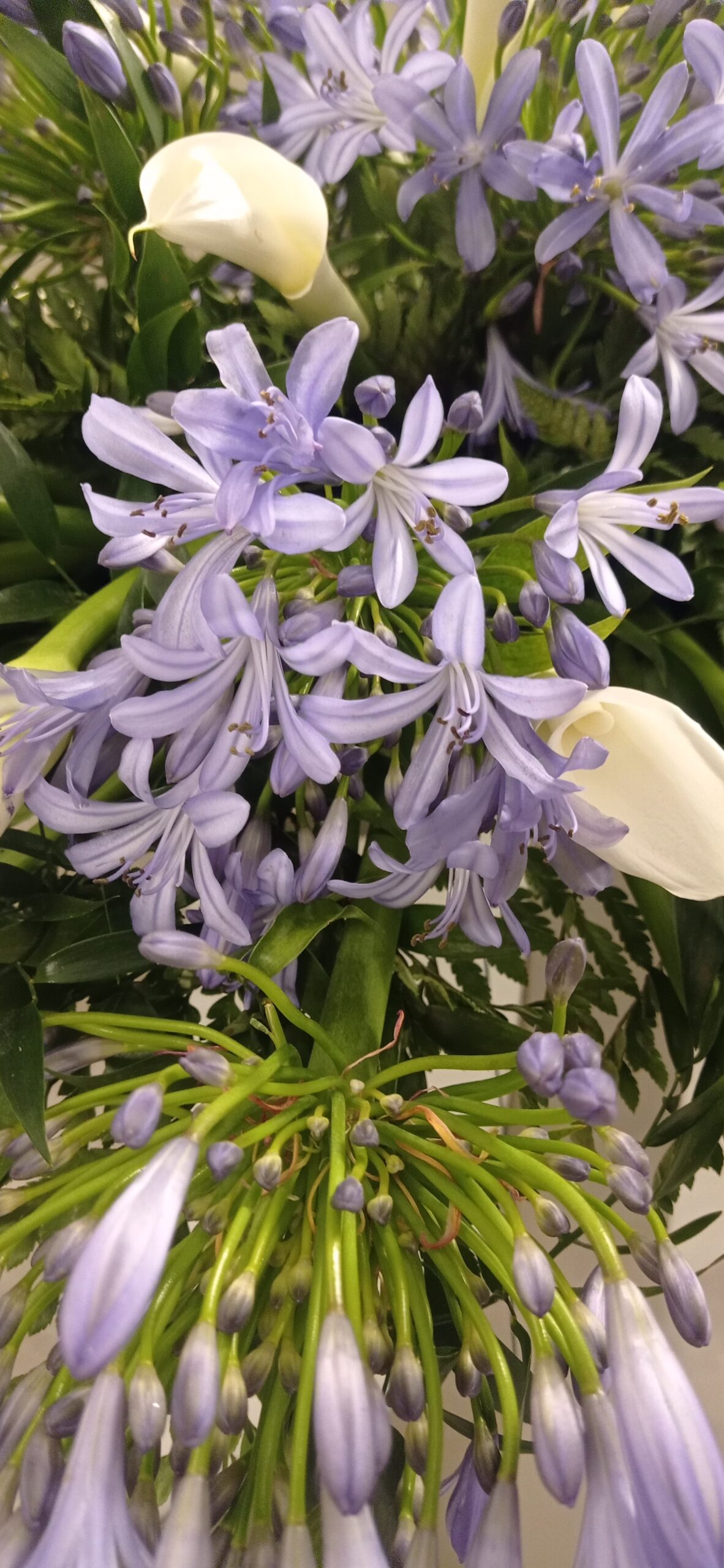 mazzo di agapanthus lilla concalle bianche