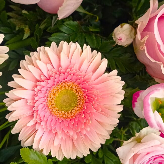 dettaglio gerbere rosa e rose rosa in un mazzo