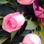 rose rosa e orchidee per funerale