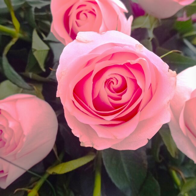 dettaglio rose rosa in fiore