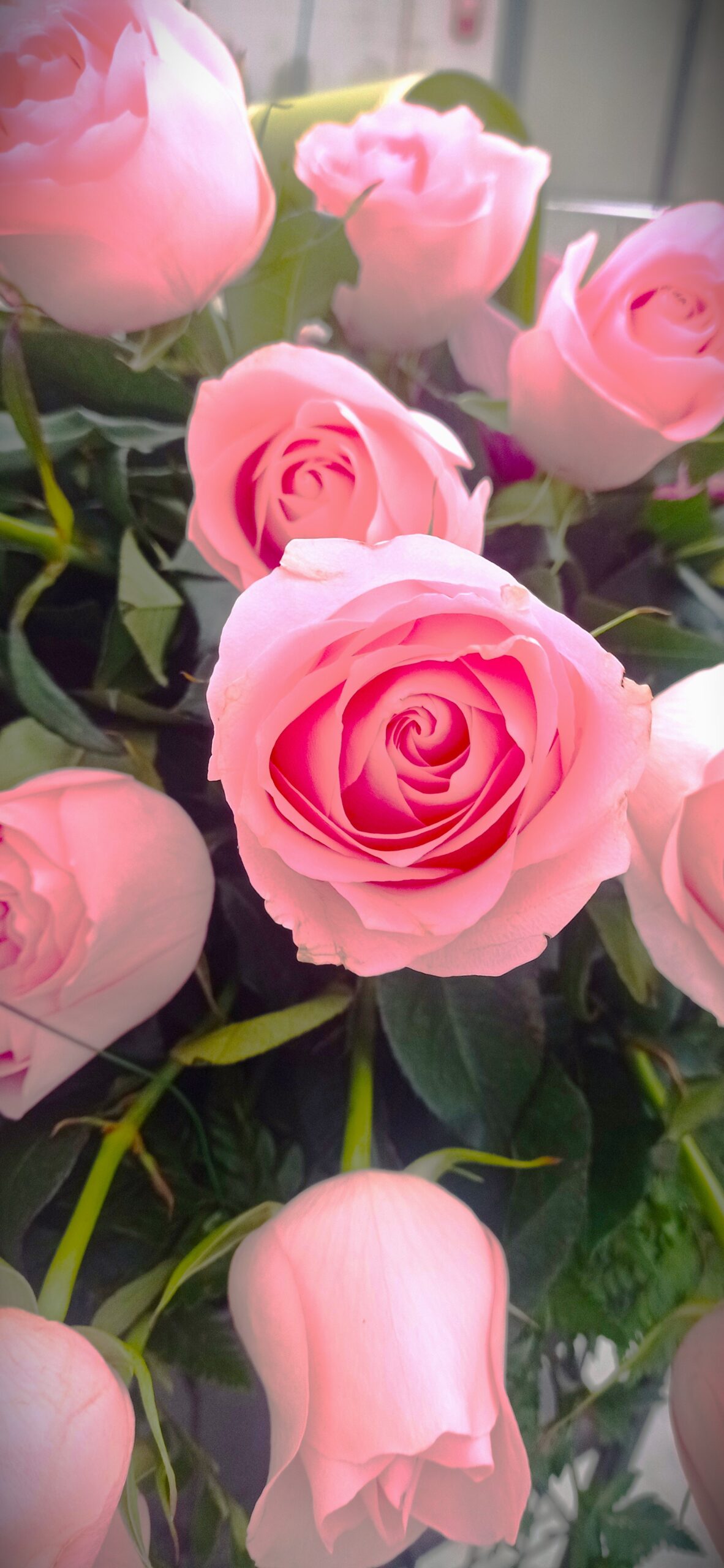 dettaglio rose rosa in fiore