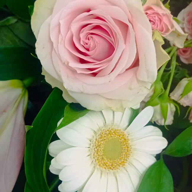dettaglio rosa rosa e bianca con gerbere per funerale