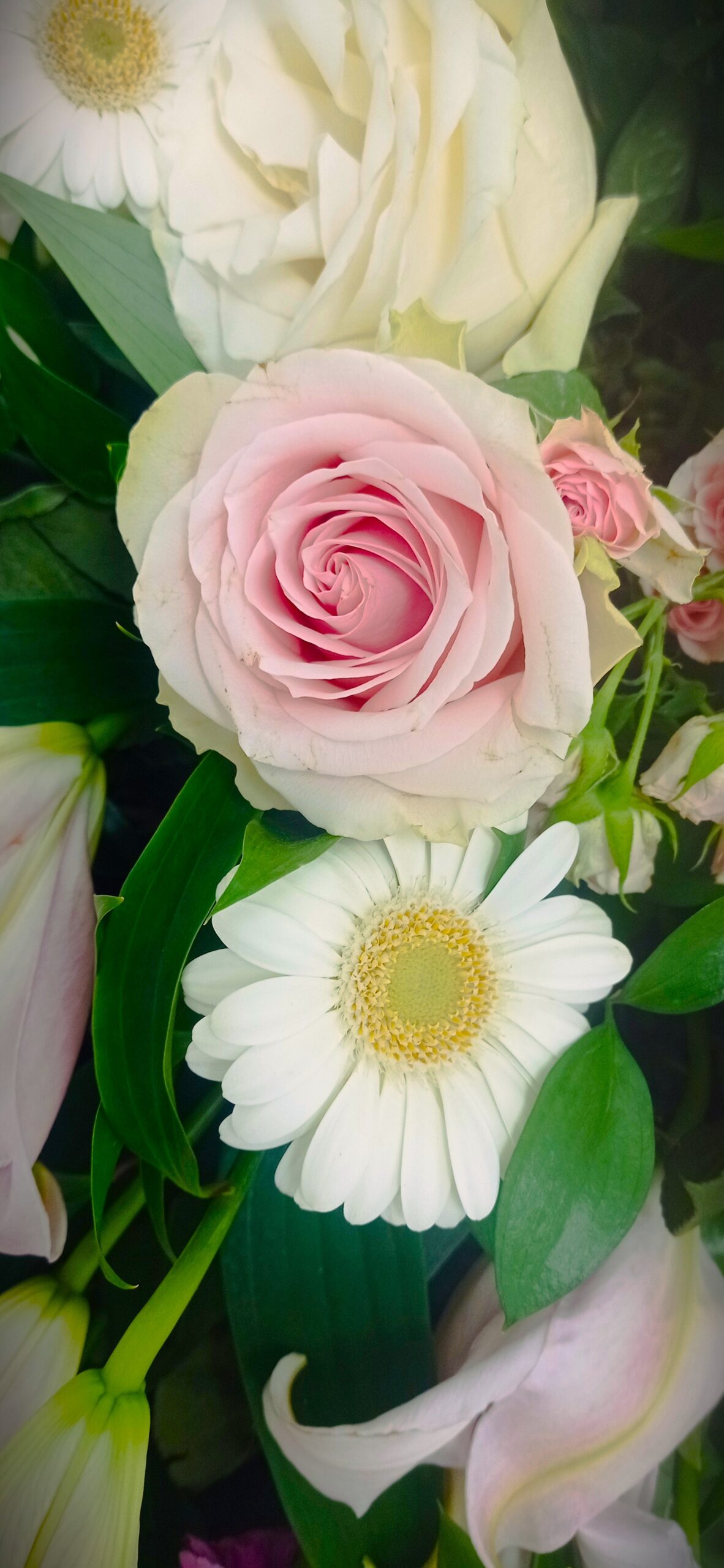 dettaglio rosa rosa e bianca con gerbere per funerale