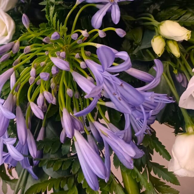 Dettaglio agapanthus viola in fiore e roselline bianche per unerale