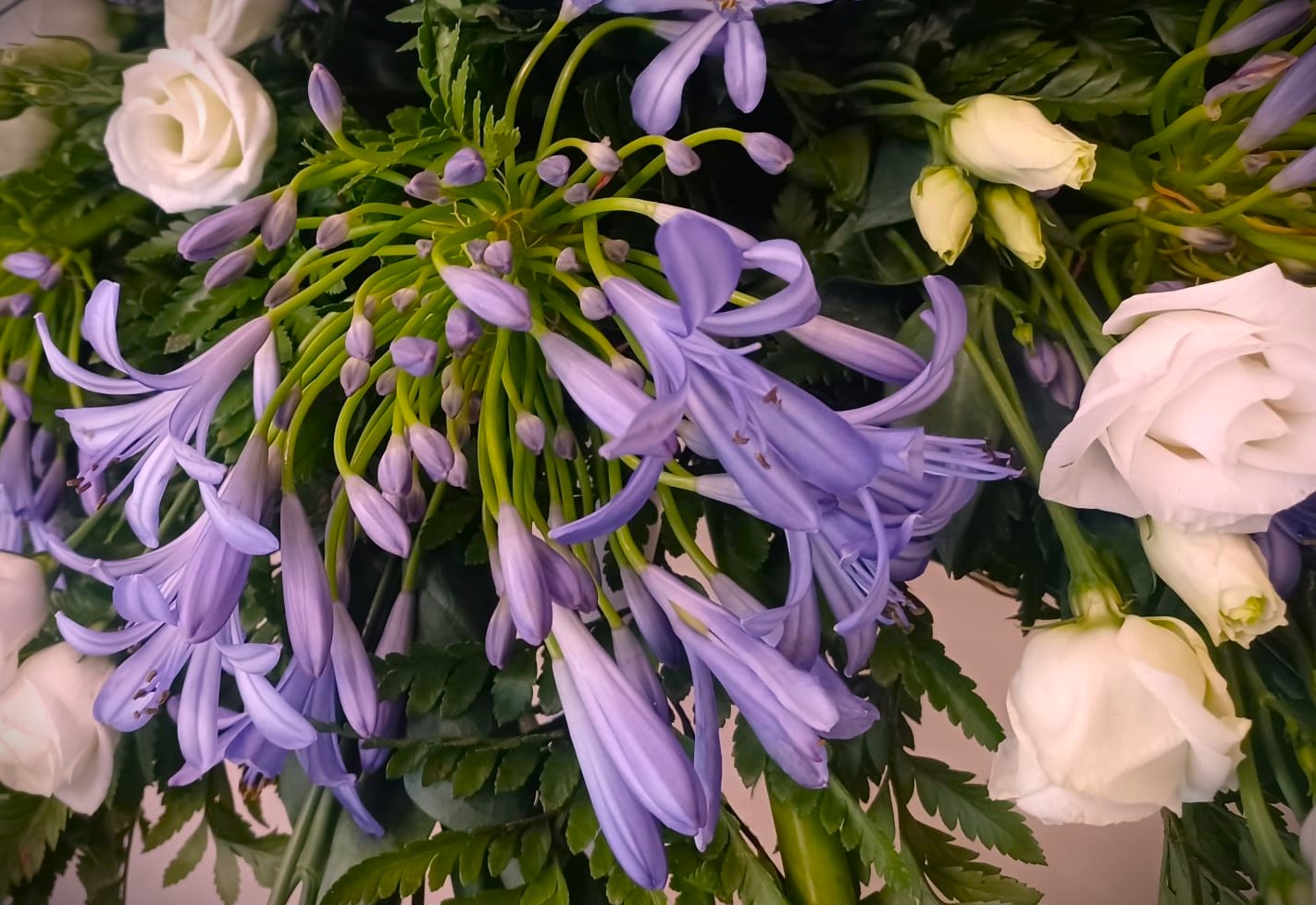 Dettaglio agapanthus viola in fiore e roselline bianche per unerale
