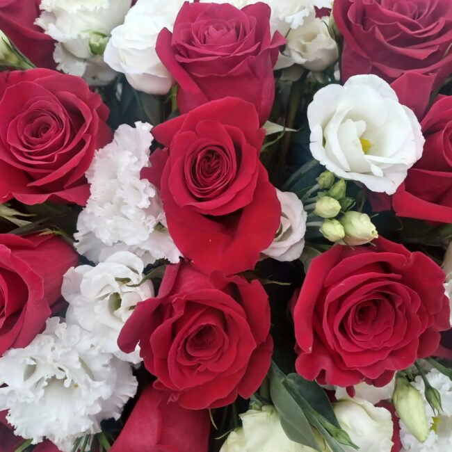 rose rosse e bianche e begonie funebri