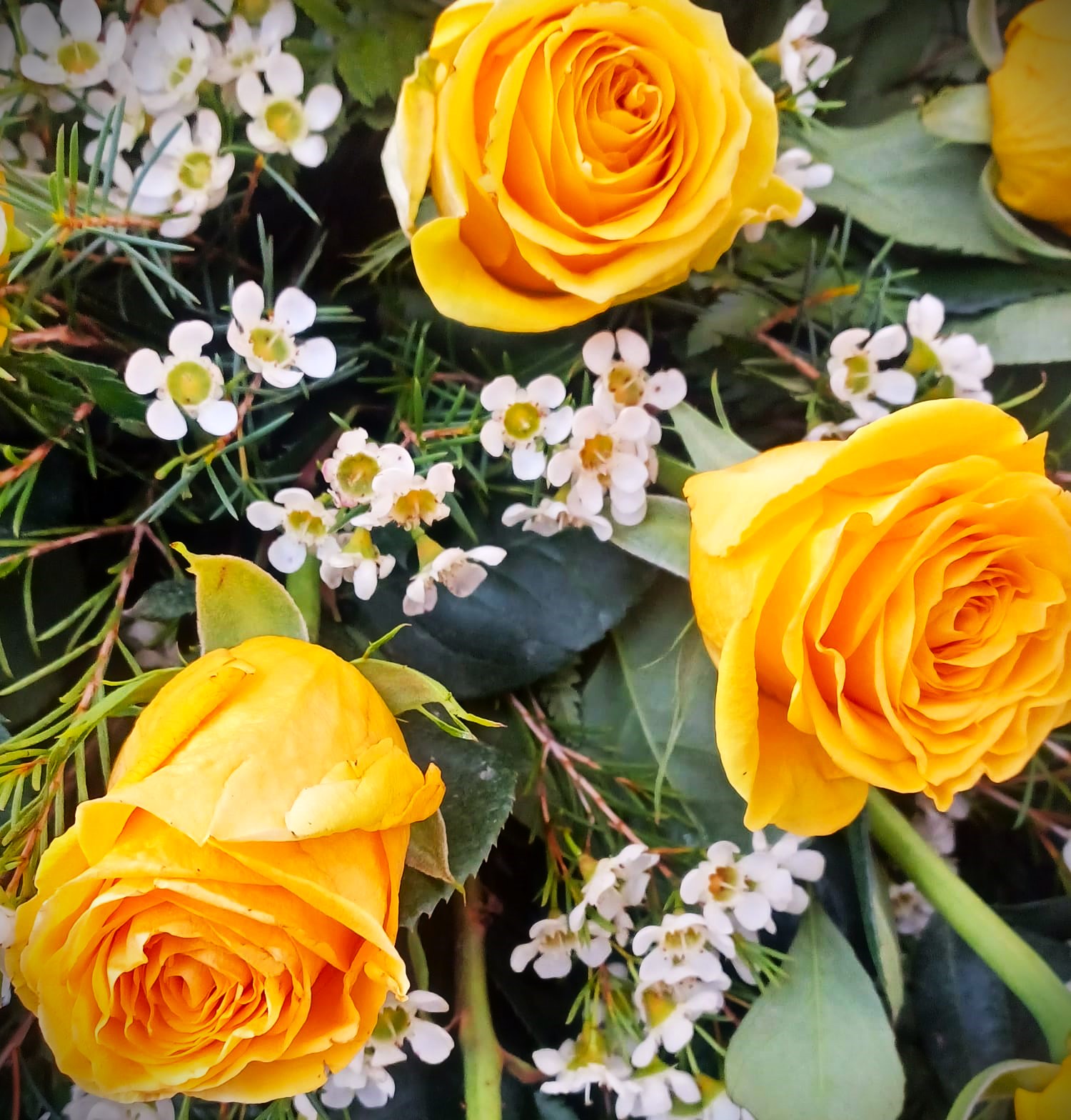 dettaglio rose gialle per bara