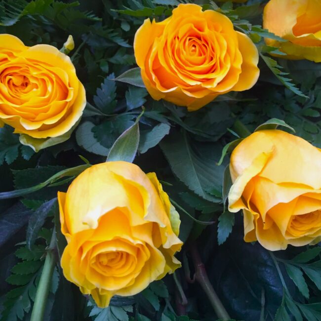 rose gialle e arancioni per corona funebre