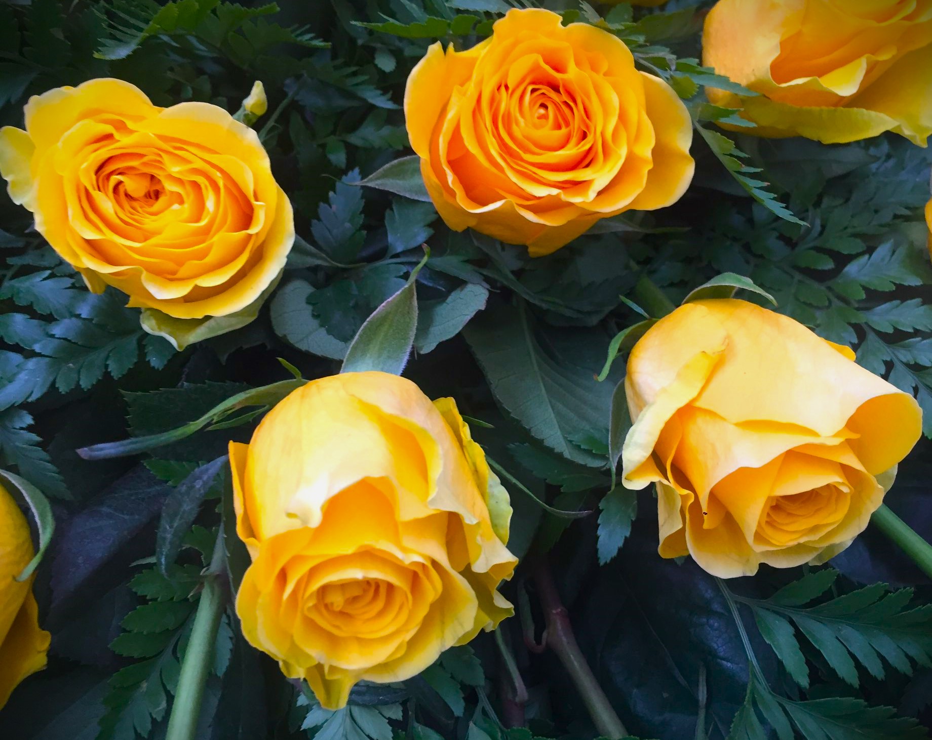 rose gialle e arancioni per corona funebre
