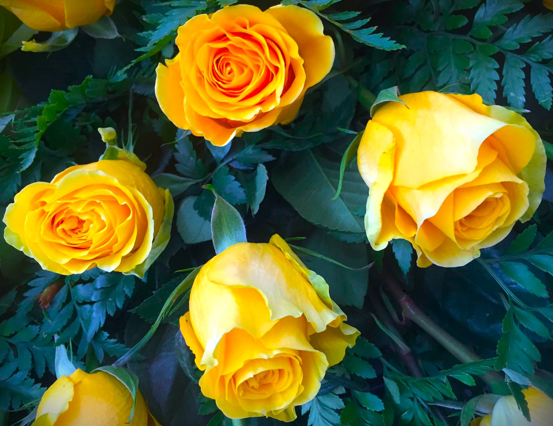 composizione di rose gialle e arancioni