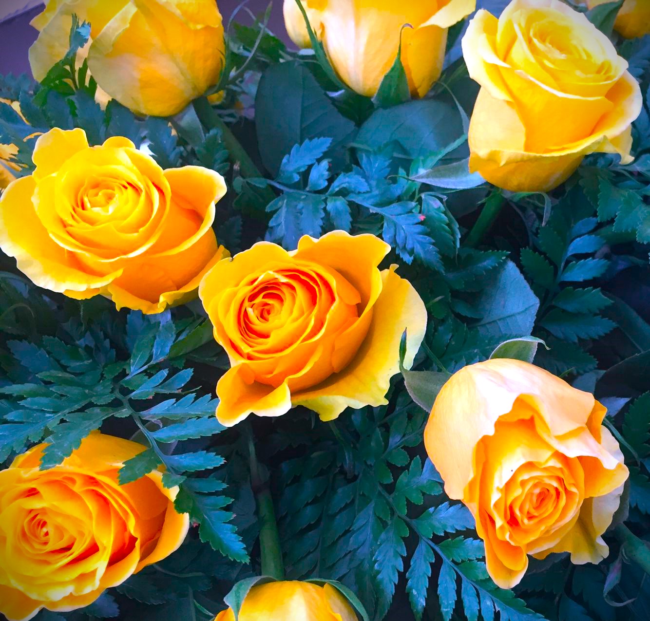 rose gialle per composizione florale funebre