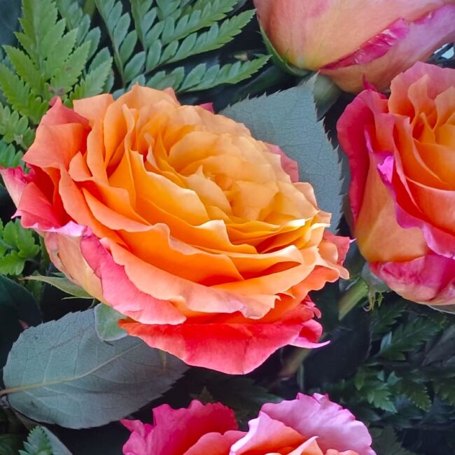 dettaglio rose sfumate sui colori dell'arancione rosa e giallo