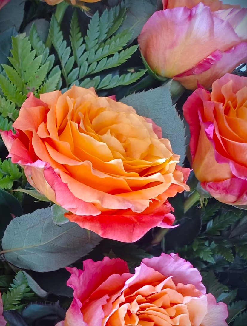 dettaglio rose sfumate sui colori dell'arancione rosa e giallo