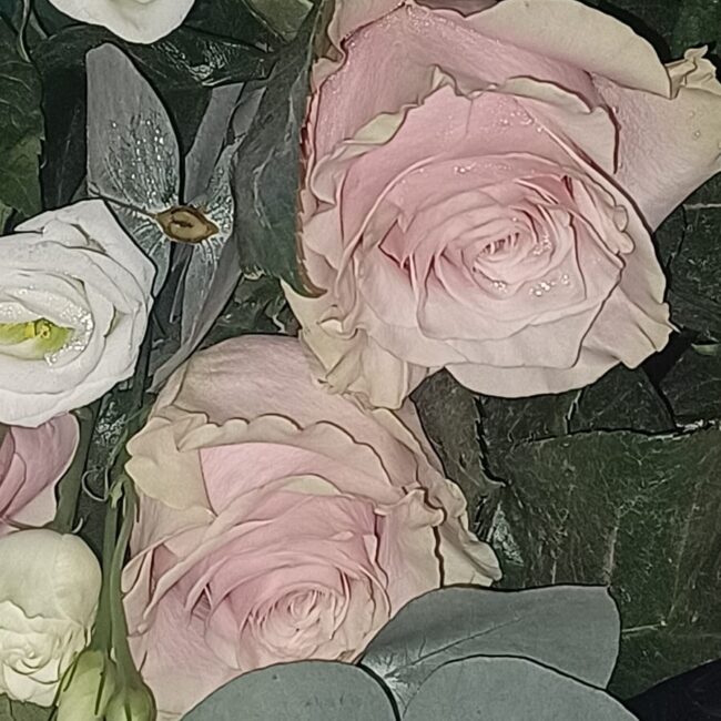 rose rosa e lisiantum