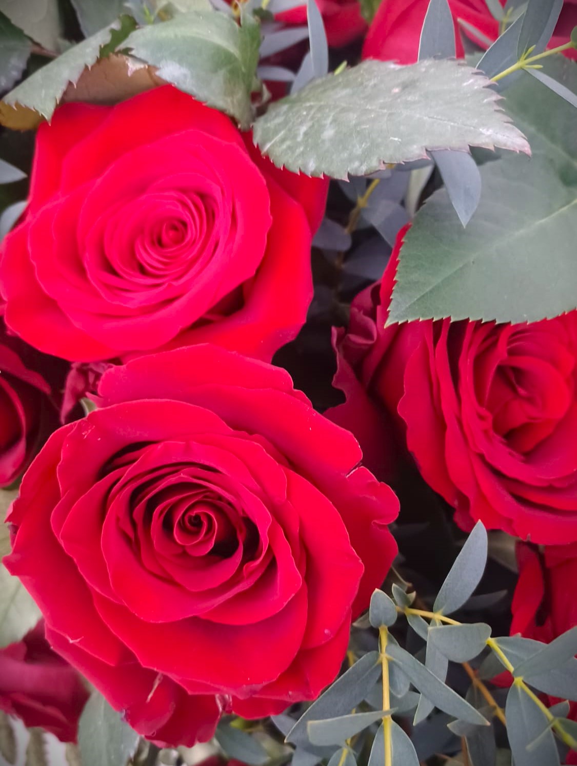 tre rose rosse