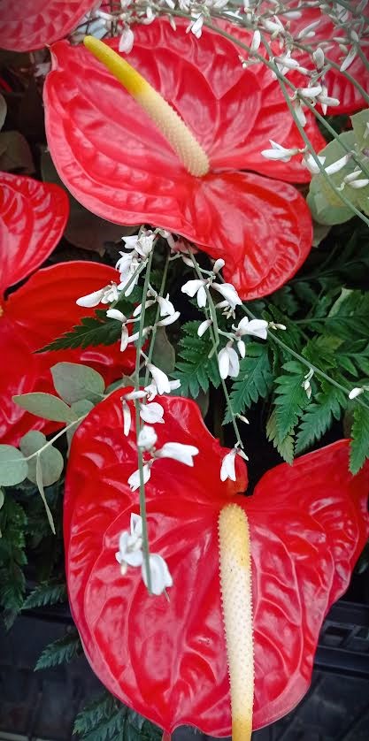 dettaglio fiori anturio rosso e fiorellini bianchi per funerale