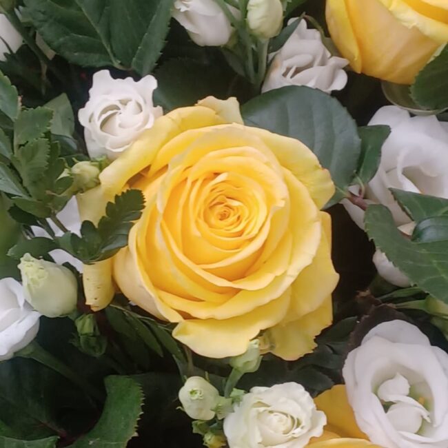 particolare su rosa gialla e bianca per cerimonie funebri